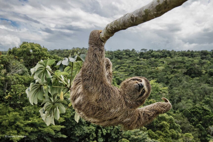 Sloth hanging on a tree branch