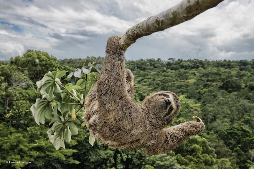 Sloth hanging on a tree branch
