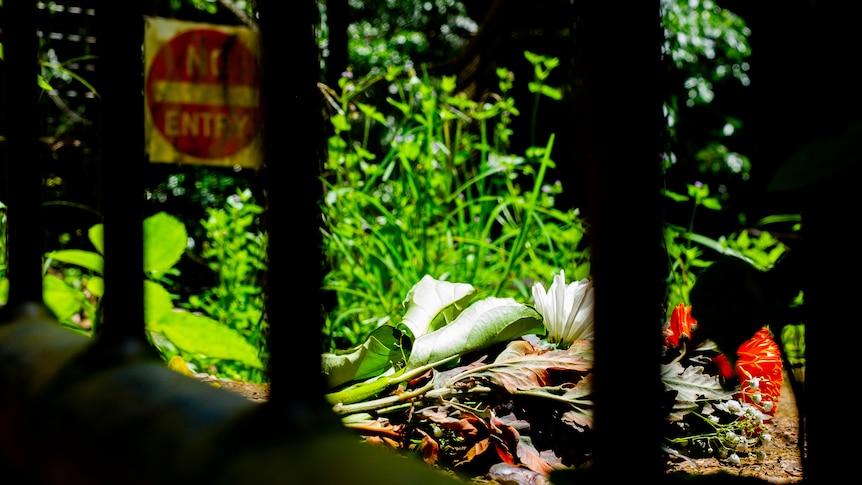 A bunch of flowers behind a fence and beside a NO ENTRY sign in a rainforest setting.