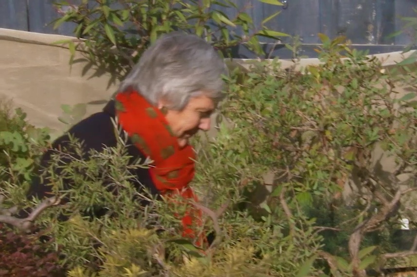 A photo of Gardening Australia's Jane Edmanson among shrubs