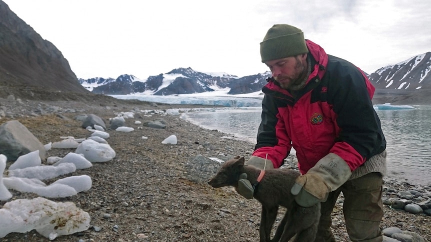 The Arctic fox was fitted with a GPS tracking device in March 2018.