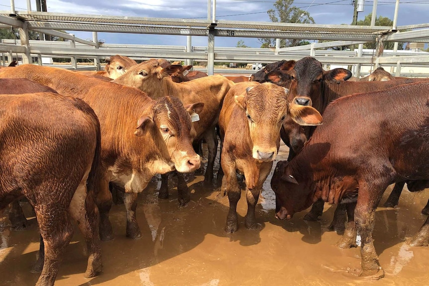 Cows wade through rain water at the Blackall Cattle Saleyards