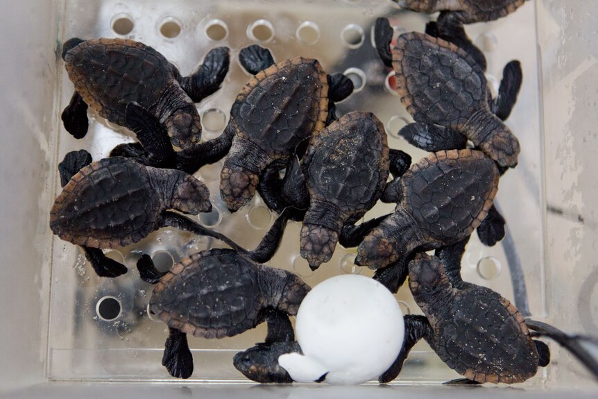 Baby turtles in an incubator. 