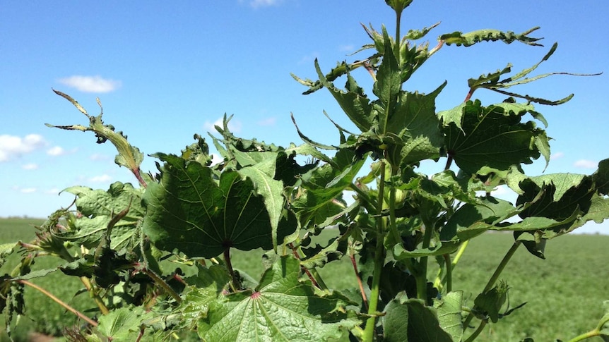 Cotton damaged by spray drift.