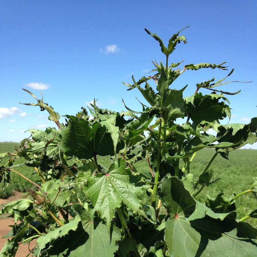 Cotton damaged by spray drift.