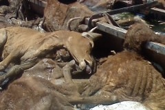 Pictures of some of the more than 100 Pilbara cattle which allegedly perished in 2012