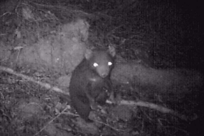 A Tasmanian devil stares at camera set up in Tasmania's Tarkine region.