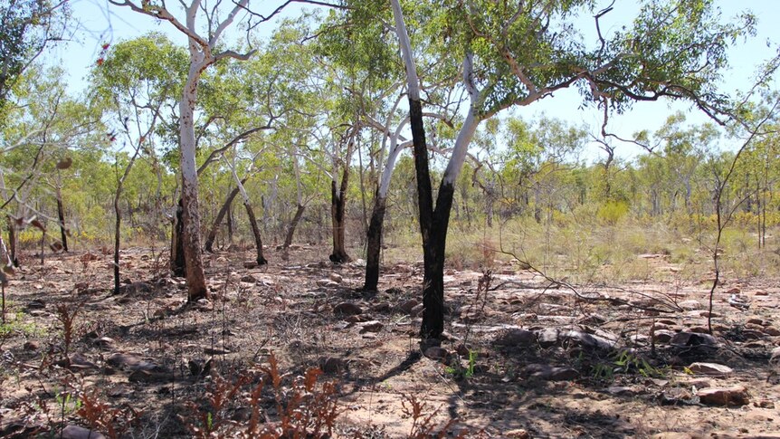 Burnt ground in the foreground with green trees and scrub in the background
