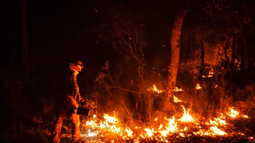 Volunteer helps with Blue Mountains back-burning (Photo: John Donegan)