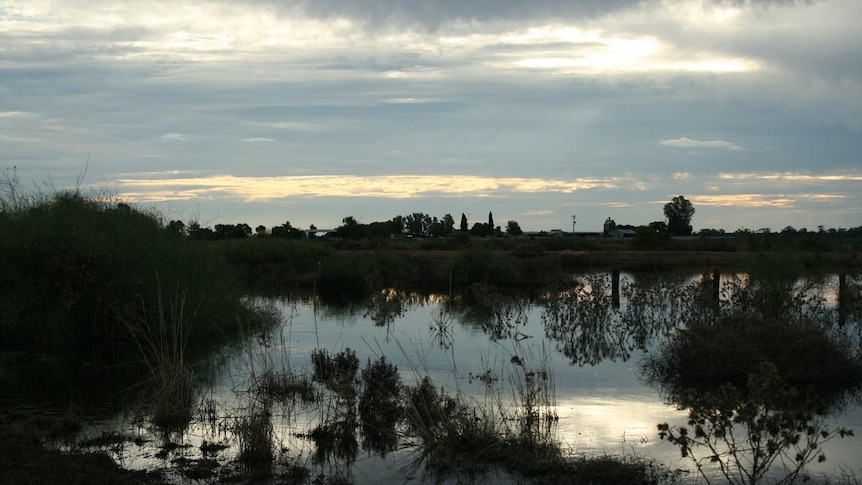 View on the Kerang-Koondrook Road, near Barham