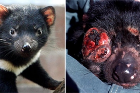 Two images of Tasmanian devils, one healthy devil and another devil with facial tumour disease.