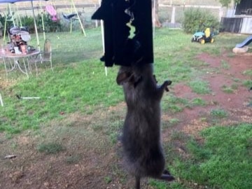 A large rat with its head in a trap hanging in the air.