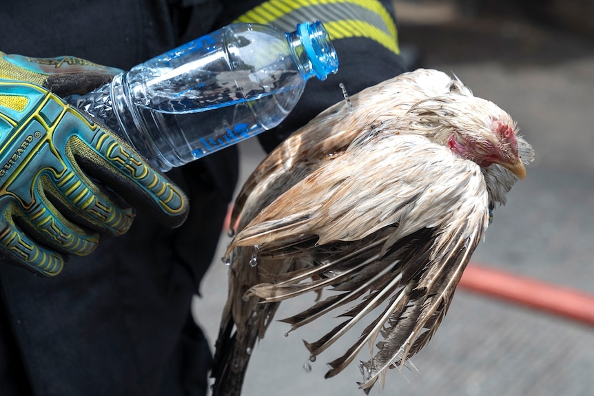 A firefighter pours water on an injured chicken following the fire.