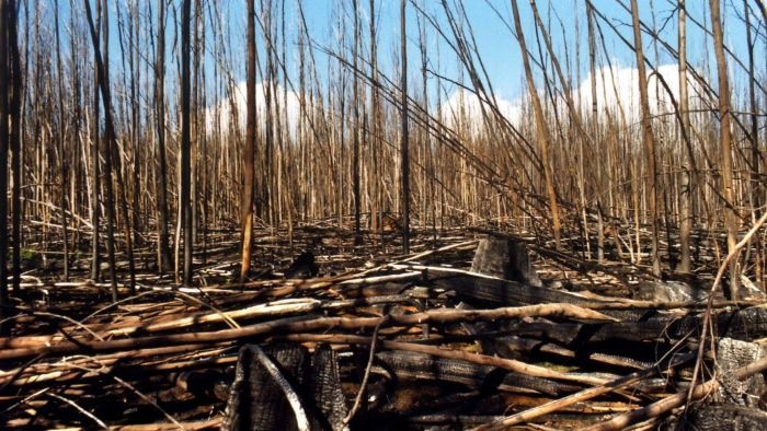 Australian scientists studied soil from Victoria's Ash Mountain forests that supplies water to the entire population of Melbourne.