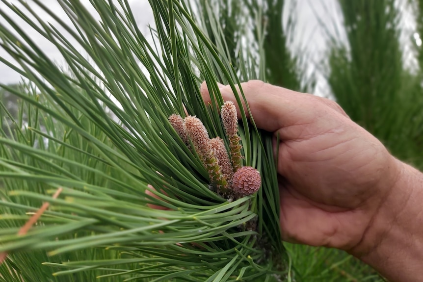 A hand holds down a branch with a small pine cone attached to it