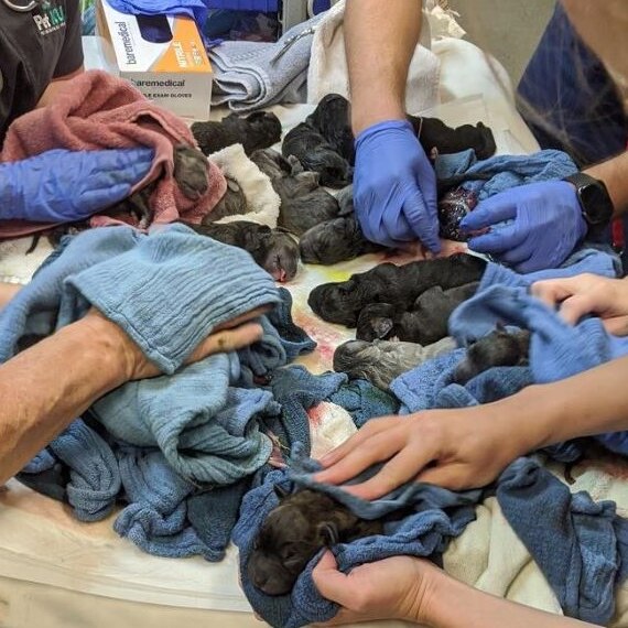 Puppies being born in via C-section.