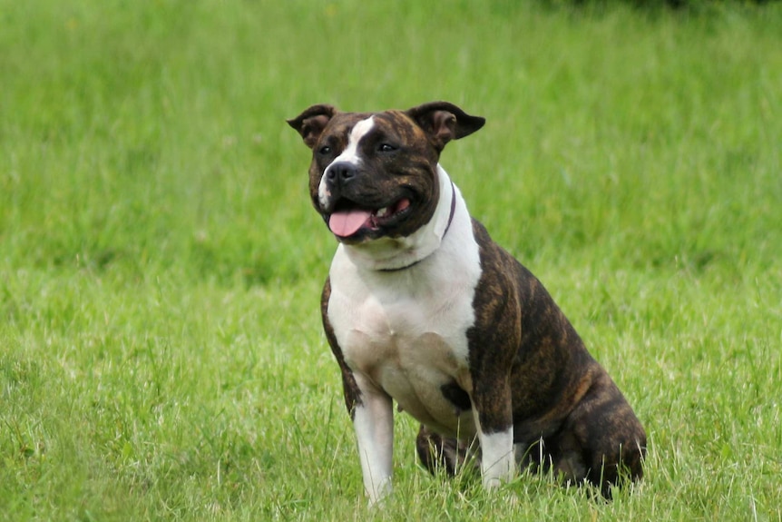 An American Staffordshire Terrier sits in a grass field