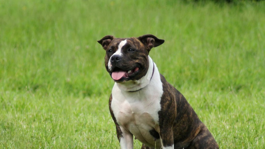An American Staffordshire Terrier sits in a grass field