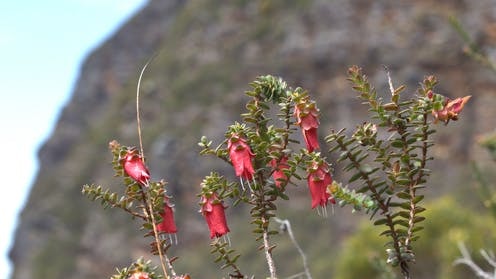 Success Bell or Red Mountain Bell Darwinia nubigena