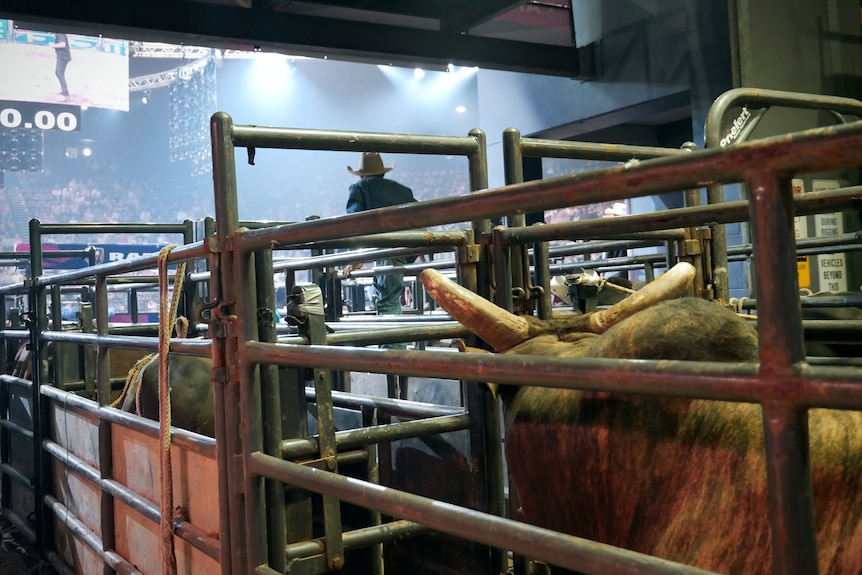 Bull stands in pen in the backstage area of a rodeo arena. 