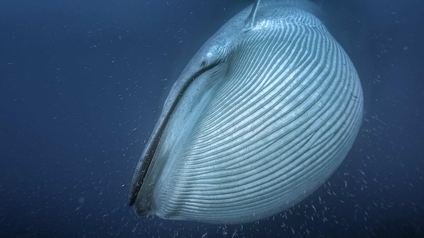 A giant baleen whale swims among a sea of tiny fish