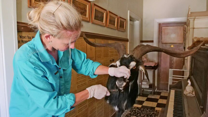Taxidermist Cassandra Hall pulls pins out of a stuffed goat's face.
