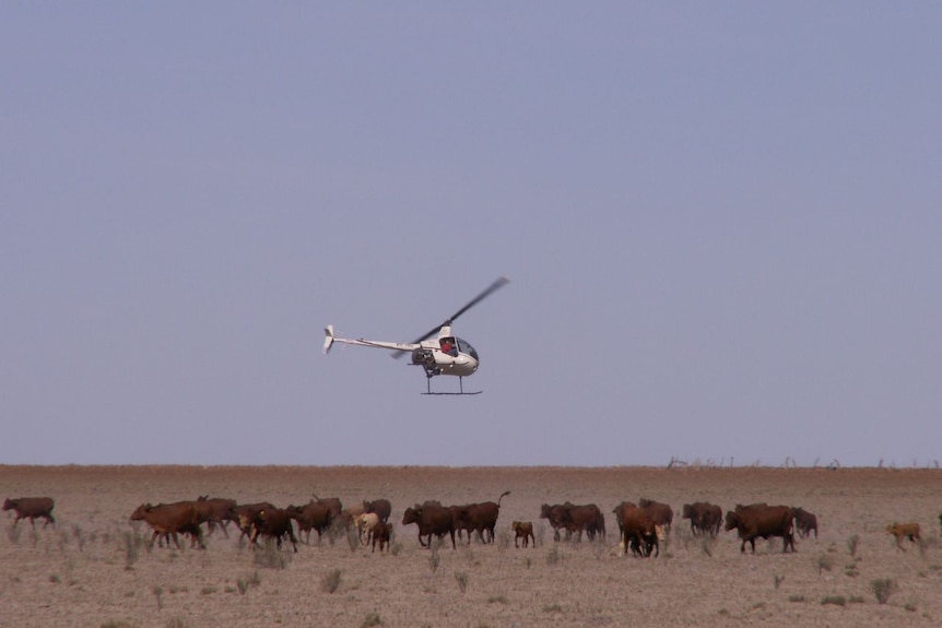It is believed the pilot had been mustering cattle when the crash happened.