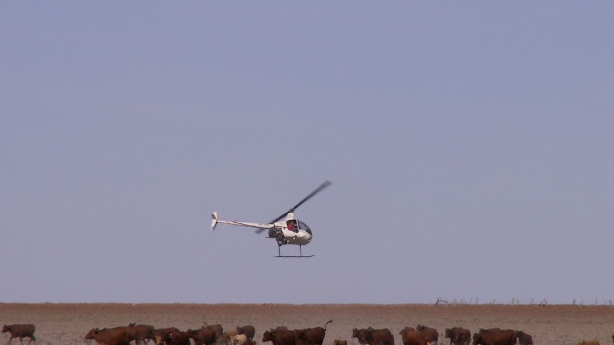 It is believed the pilot had been mustering cattle when the crash happened.