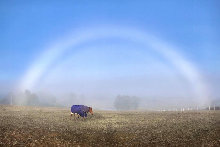A ghostly rainbow arches above a horse in a paddock.;