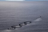 Salmon pens being towed by a boat across open water.