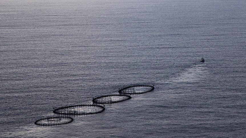 Salmon pens being towed by a boat across open water.