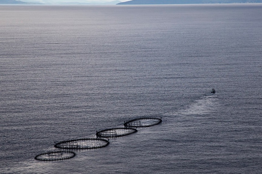 Salmon pens being towed by a boat across open water.