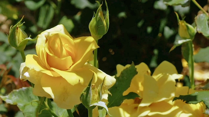 Yellow roses growing on a rose bush in a garden