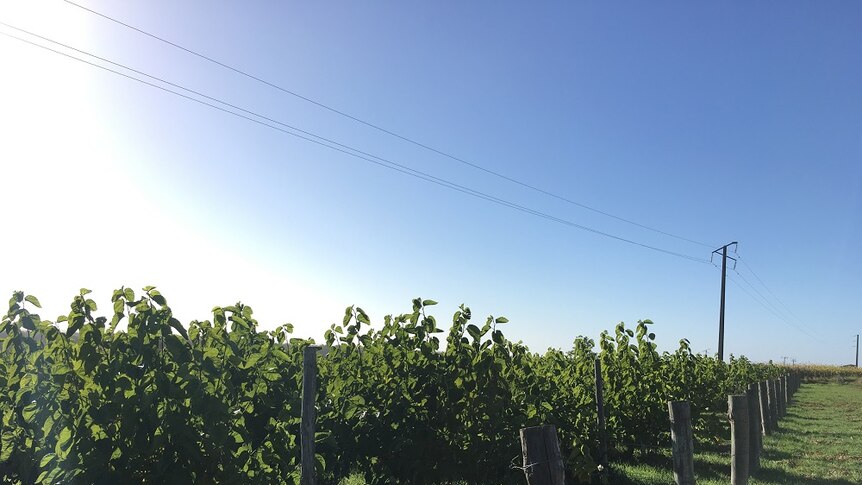 Rows of mulberries growing in South Australia's Riverland.