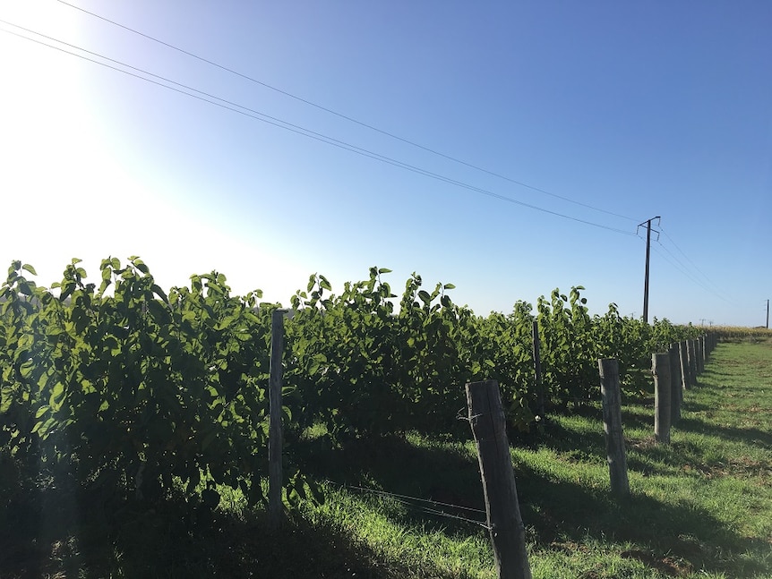 Rows of mulberries growing in South Australia's Riverland.