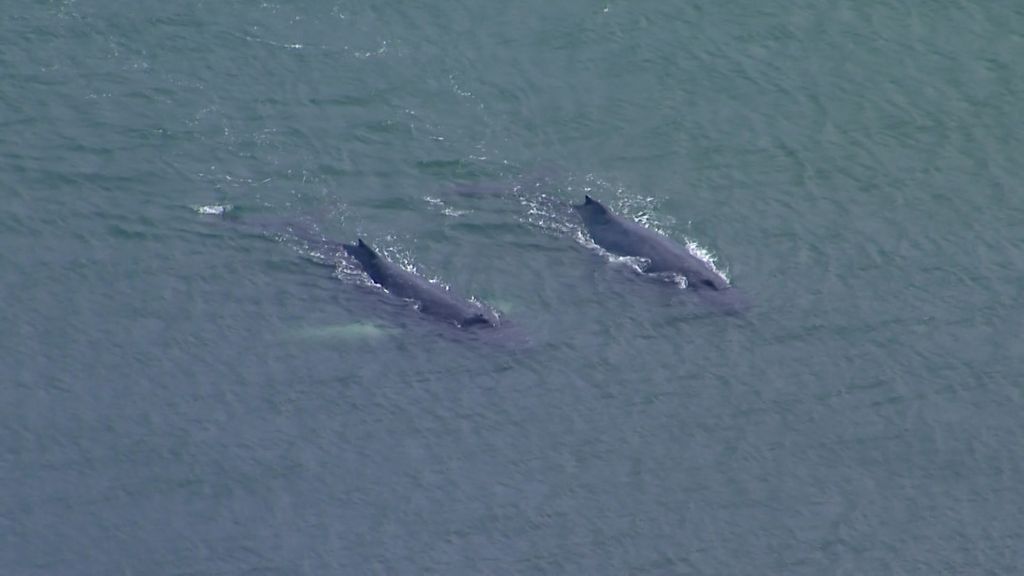 Whales spotted in the Brisbane River - ABC News