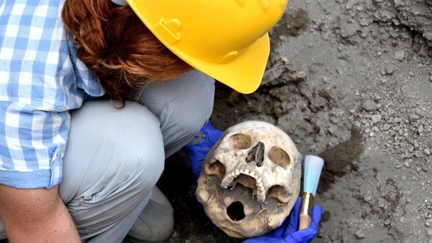Archaeologist is seen brushing dirt from the skull.