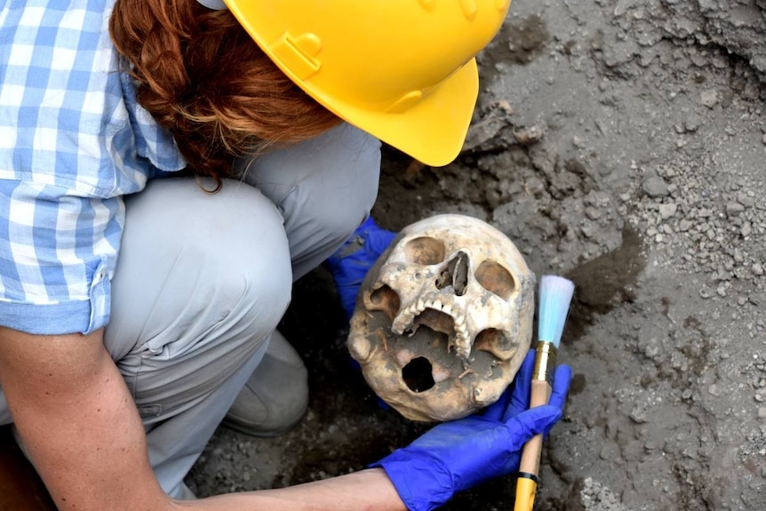Archaeologist is seen brushing dirt from the skull.