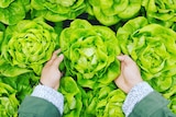 A person harvesting lettuce