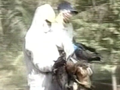 Bird flu pandemic could kill 150m, UN warns - ABC News