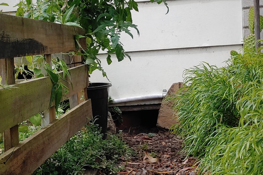 A narrow burrow entrance heading underneath a weatherboard house, wood chips on a pathway in the foreground.