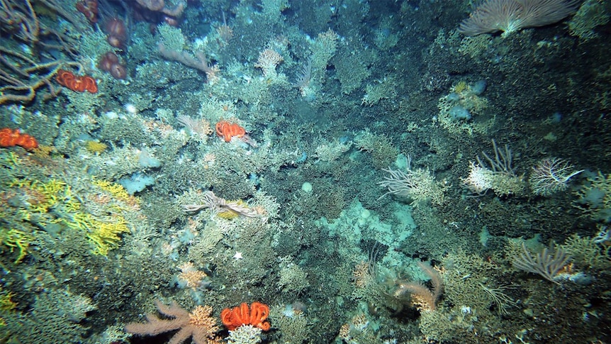 An underwater photo shows stony corals and orange brisingid seastars.