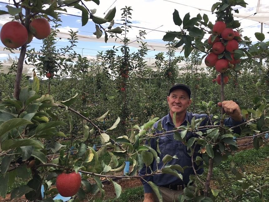 New South Wales orchardist Bernard Hall with 'Kanzi' apples