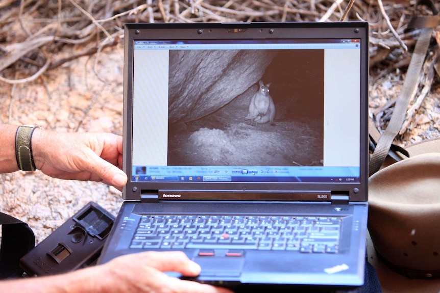 A hand holds a laptop with a black and white image of a black-flanked rock wallaby.