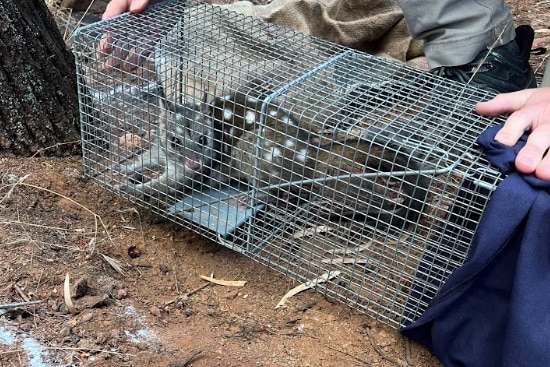 A spotted animal in the cage.