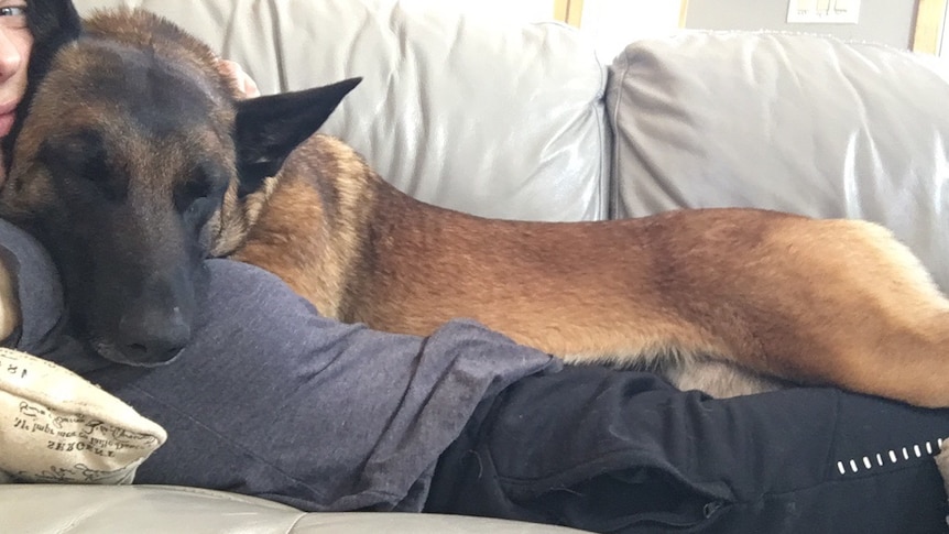 A dog lies on a person who is sitting on a grey couch.