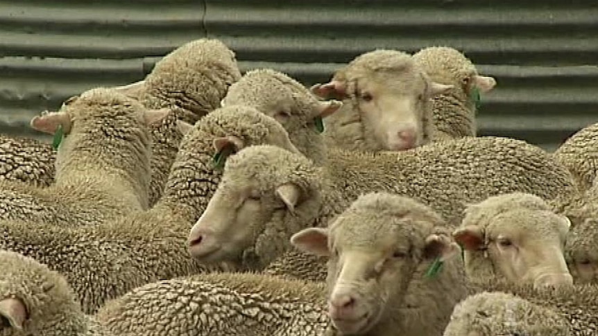 Wool suppliers hit hard by global financial crisis