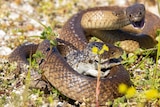 snake and bobtail in a fight 