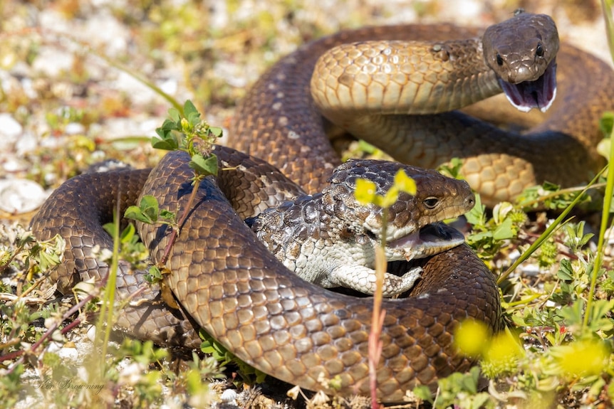 snake and bobtail in a fight 