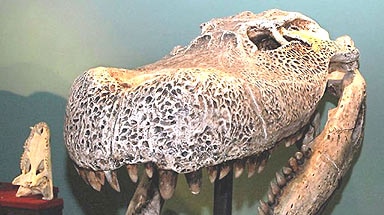 Explorers find 14m croc fossil - ABC News